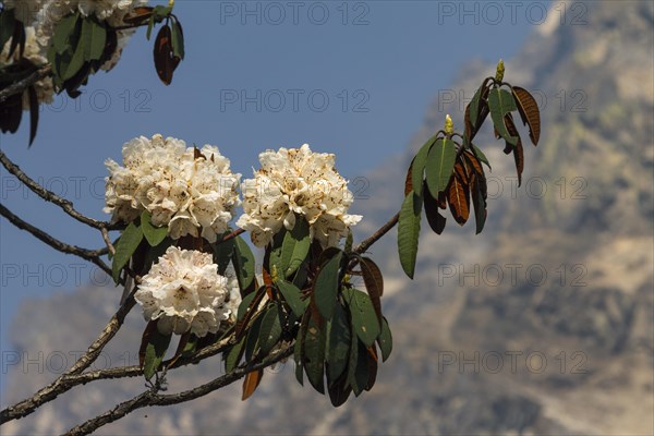 Rhododendron in full bloom. A white flower, small branches, some leaves and a mountain under the