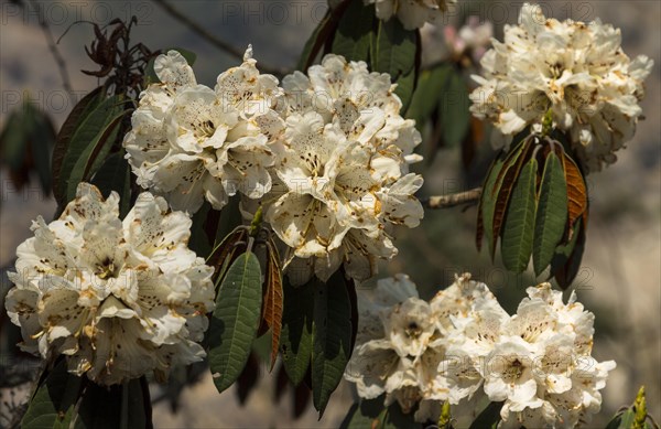 Blossoming rhododendron tree of the Langtang Valley natural forest. White inflorescences small