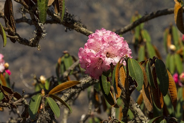 Rhododendron tree in full bloom. A pink inflorescence, the flower cluster. Small branches and some