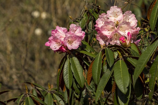 Rhododendron tree in full bloom. Pink inflorescences, the flower clusters. Small branches and some
