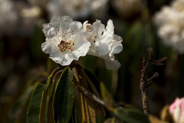 A single, white rhododendron flower. Rhododendron bloom is the national flower of Nepal.
