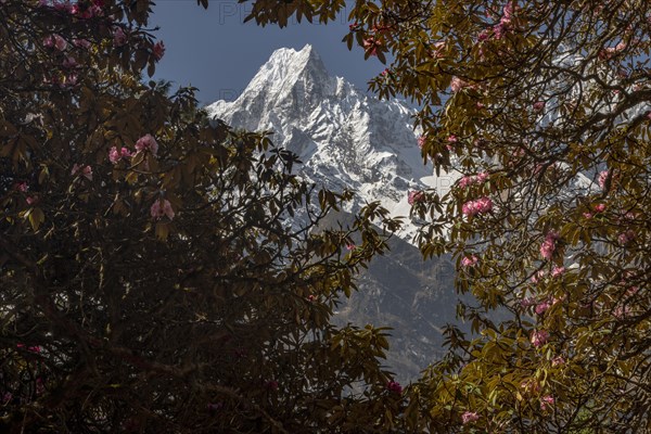 Phungi Himal (6538 m) and blooming rhododendron trees. Spring trekking season. Manaslu Circuit