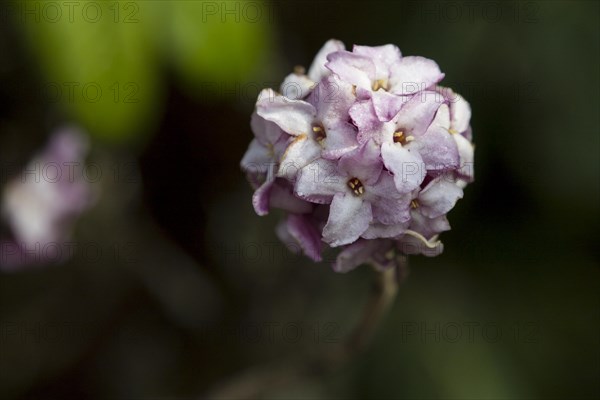 Inflorescence, the flower cluster, of Daphne bholua, the Nepalese paper plant. It is one of the