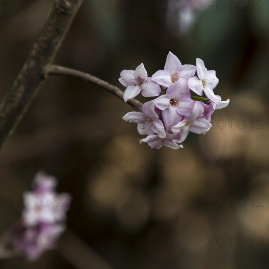Inflorescence, the flower cluster, of Daphne bholua, the Nepalese paper plant. It is one of the