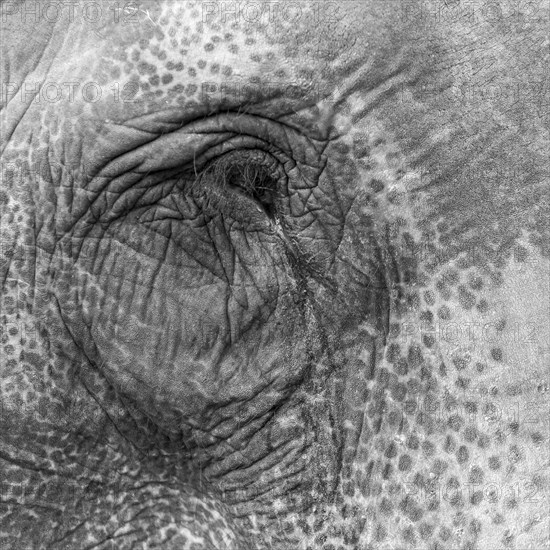 Eye of a captive Asian elephant (Elephas maximus), seen in Sauraha, at the edge of Chitwan National
