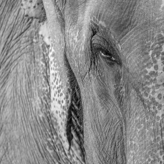 Eye of a captive Asian elephant (Elephas maximus), seen in Sauraha, at the edge of Chitwan National
