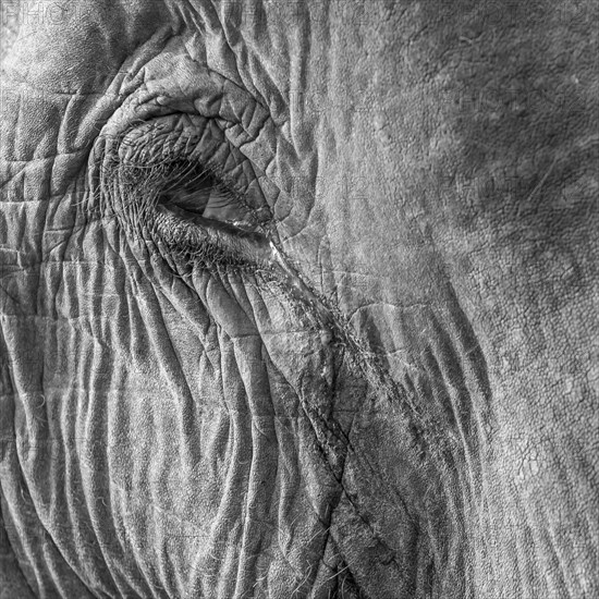 Eye of a captive Asian elephant (Elephas maximus), seen in Sauraha, at the edge of Chitwan National