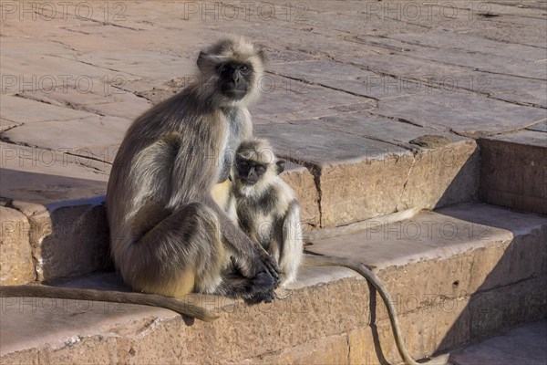 Gray langurs (Semnopithecus entellus), a mother with baby, in the historical monument of
