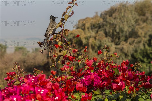 Red-vented Bulbul (Pycnonotus cafer) sitting on a Bougainvillea shrub. Buddhist Monuments at