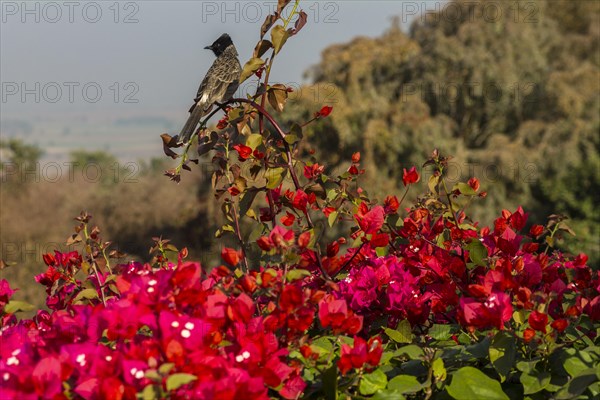 Red-vented Bulbul (Pycnonotus cafer) sitting on a Bougainvillea shrub. Buddhist Monuments at