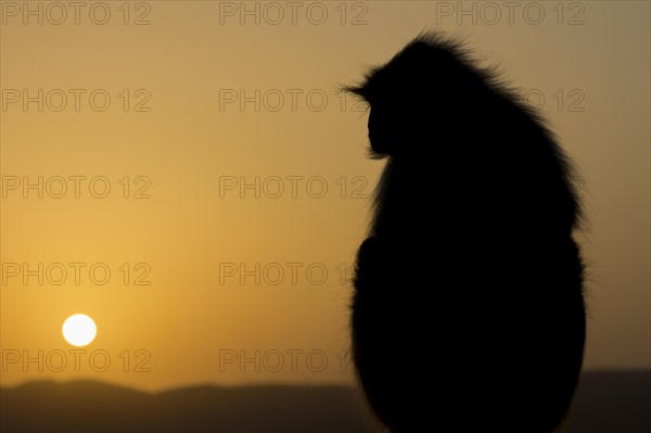 A gray langur (Semnopithecus entellus) monkey watching the sunrise from a hilltop above Pushkar.