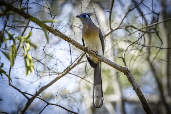 Silky-crested cuckoo in the dry forests of West Madagascar, Madagascar, Africa