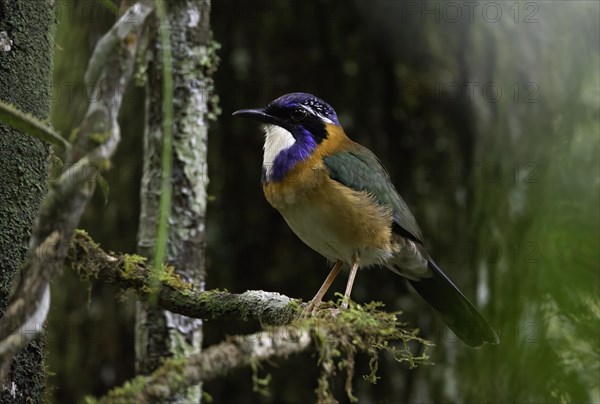 Pitta-Like Ground Roller in the rainforests of eastern Madagascar, Madagascar, Africa