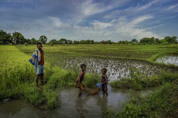 Family fishing in a rice field in western Madagascar