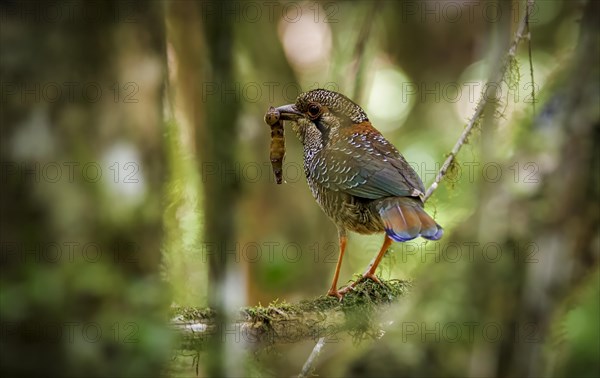 Scaly Ground Roller in the rainforests of eastern Madagascar, Madagascar, Africa