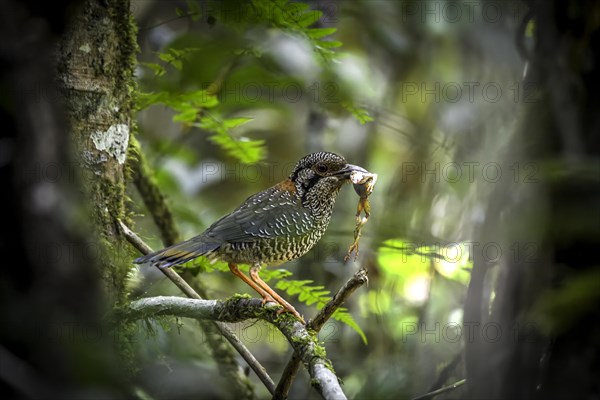 Scaly Ground Roller in the rainforests of eastern Madagascar, Madagascar, Africa