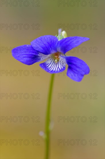 Early dog-violet, pale wood violet (Viola reichenbachiana, Viola sylvestris) in flower in spring