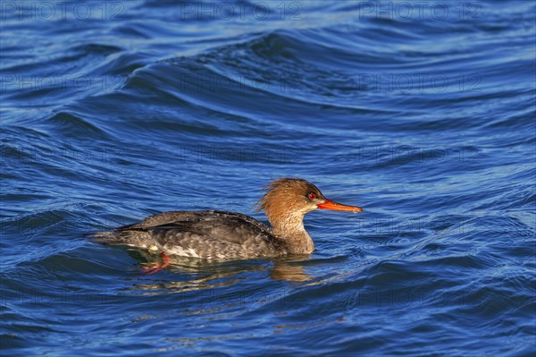 Red-breasted merganser (Mergus serrator, Merganser serrator) female swimming along the North Sea