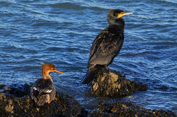 Red-breasted merganser (Mergus serrator) female and great cormorant (Phalacrocorax carbo) resting