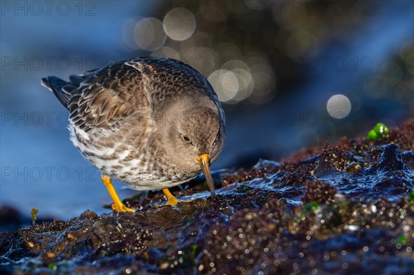 Purple sandpiper (Calidris maritima) in non-breeding plumage foraging on rocky shore covered in