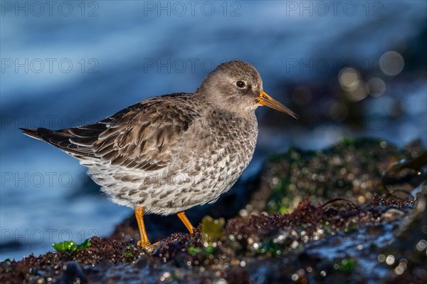 Purple sandpiper (Calidris maritima) in non-breeding plumage foraging on rocky shore covered in