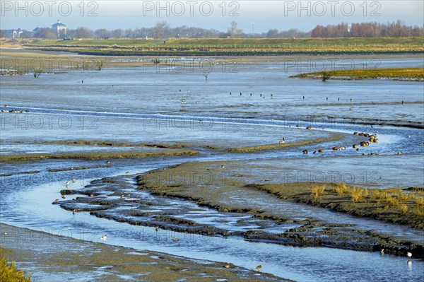 Waders, wading birds and mallards, wild ducks resting in intertidal salt marsh, saltmarsh at the