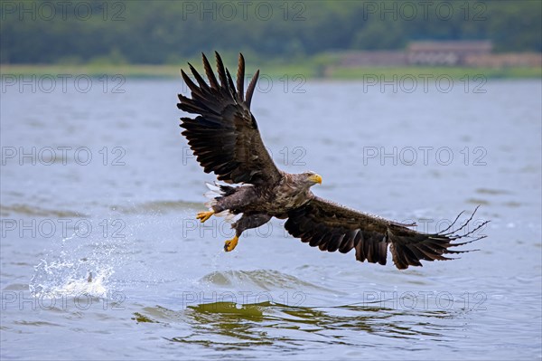 White-tailed eagle, Eurasian sea eagle (Haliaeetus albicilla) adult missed catching fish from
