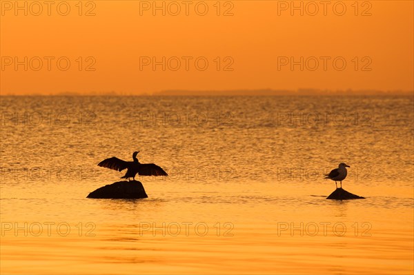 Great black-backed gull and great cormorant on rock, drying its wings silhouetted against orange