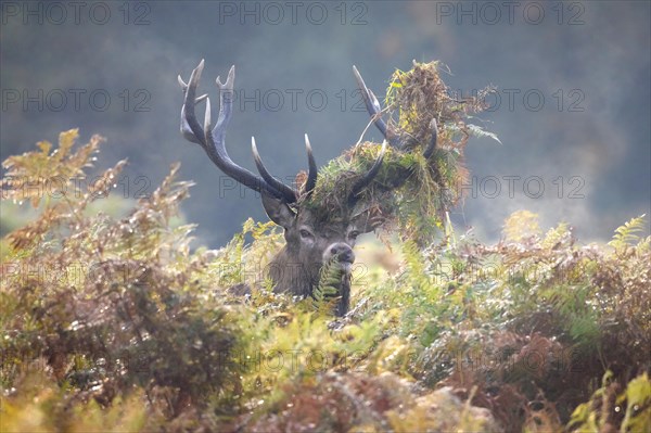 Red deer (Cervus elaphus) stag looking through bracken with antlers covered in ferns and vegetation