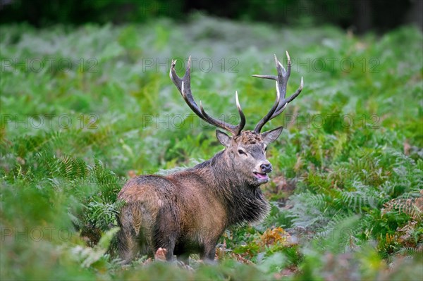 Red deer (Cervus elaphus) stag standing among bracken ferns while bellowing in forest during the