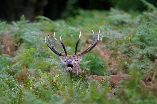 Red deer (Cervus elaphus) stag standing among bracken ferns while bellowing in forest during the