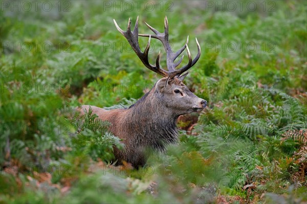 Red deer (Cervus elaphus) stag standing among bracken ferns in forest during the rut in autumn,