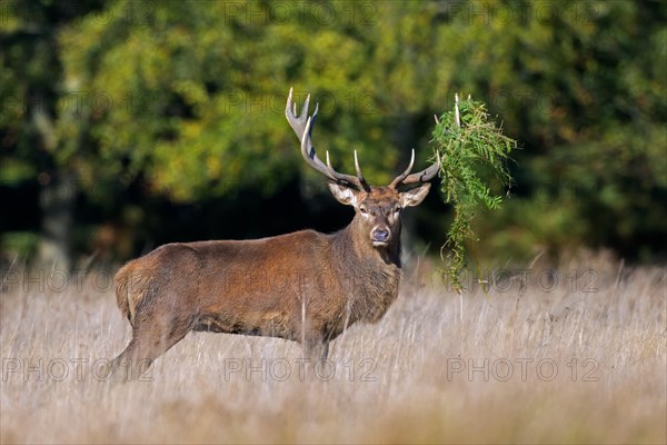 Red deer (Cervus elaphus) stag with antlers covered in ferns and vegetation standing in grassland