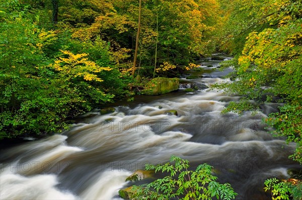 River Bode running through forest showing autumn colours, fall colors at Nature reserve Bode Valley