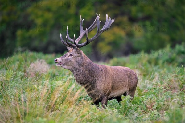 Red deer (Cervus elaphus) stag standing among bracken ferns in forest during the rut in autumn,