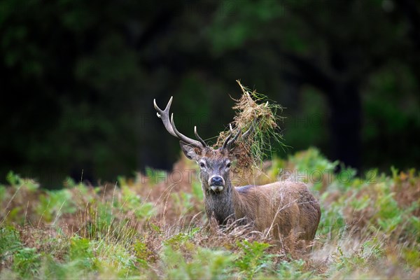 Red deer (Cervus elaphus) stag standing among bracken with antlers covered in ferns and vegetation