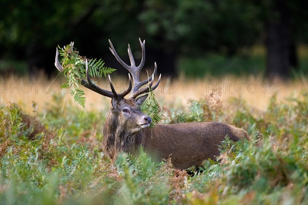 Red deer (Cervus elaphus) stag standing among bracken with antlers covered in ferns and vegetation