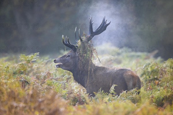 Red deer (Cervus elaphus) stag bellowing among bracken with antlers covered in ferns and vegetation