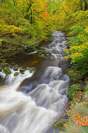 River Bode running through forest showing autumn colours, fall colors at Nature reserve Bode Valley