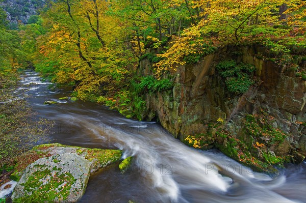 River Bode running through forest showing autumn colours, fall colors at Nature reserve Bode Valley