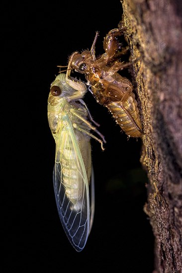 Large cicada (probably Dundubia sp.) moulting during night in the rainforest of Tanjung Puting