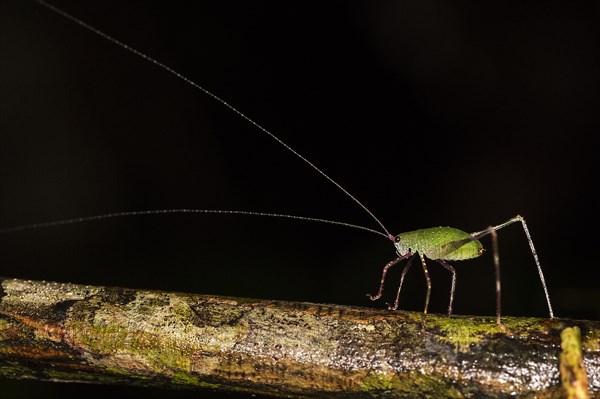 Beautiful katydid with very long antennae (probably a nymph) from the rainforest of Tanjung Puting