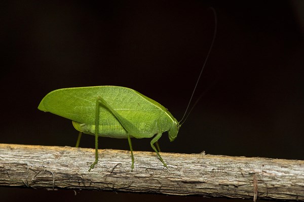 Unidentified leaf katydid from berenty, southern Madagascar