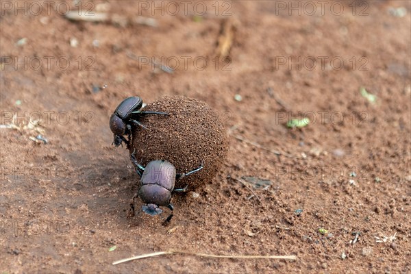 Dung beetle rolling dung in Zimanga Private Reserve, South Africa. Possibly Large Copper Dung