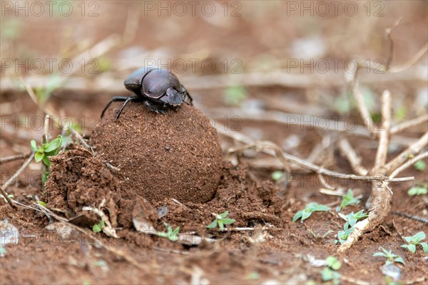 Dung beetles burying a large dung ball in Zimanga Private Reserve, South Africa. Possibly Large