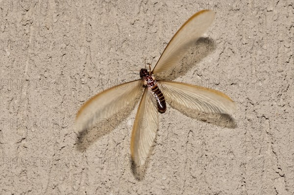 Winged form (alates) of termite (Odontotermes sp.) that swarmed for a short period (<24 hours) in