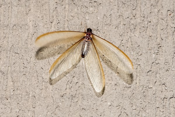 Winged form (alates) of termite (Odontotermes sp.) that swarmed for a short period (<24 hours) in