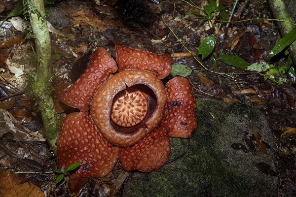 Giant flower of the parasitic Rafflesia tuan-mudae in Gundung Gading National Park, Sarawak, Borneo