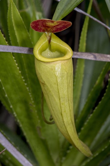 Well developed pitcher of the pitcher plant (Nephentes madagascariences) at wetlands close to
