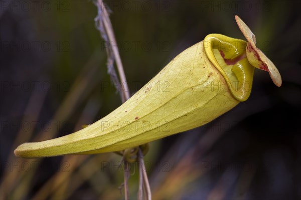Well developed pitcher of the pitcher plant (Nephentes madagascariences) at wetlands close to